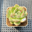 Echeveria 'Gremlin' 2" Succulent Plant Cutting