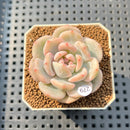 Echeveria 'Orange Monroe' Variegated 1"-2" Succulent Plant Cutting