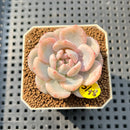 Echeveria 'Orange Monroe' Variegated 1"-2" Succulent Plant Cutting