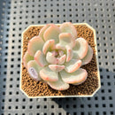 Echeveria 'Orange Monroe' Variegated 1"-2" Succulent Plant Cutting