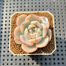 Echeveria 'Orange Monroe' Variegated 1"-2" Succulent Plant Cutting