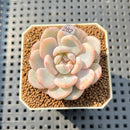 Echeveria 'Orange Monroe' Variegated 1"-2" Succulent Plant Cutting