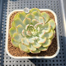 Echeveria 'Minima' Variegated 2" Succulent Plant Cutting