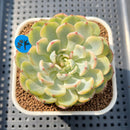 Echeveria 'Minima' Variegated 2" Succulent Plant Cutting
