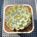 Echeveria 'Minima' Variegated 2" Succulent Plant Cutting