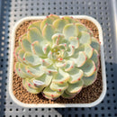Echeveria 'Minima' Variegated 2" Succulent Plant Cutting