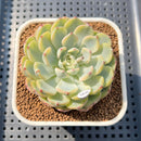 Echeveria 'Minima' Variegated 2" Succulent Plant Cutting