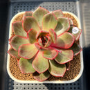 Echeveria 'Red Milano' Variegated 3" Succulent Plant Cutting