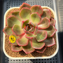 Echeveria 'Red Milano' Variegated 3" Succulent Plant Cutting