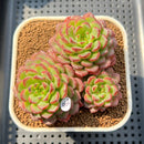 Echeveria 'Red Top' 2"-3" Succulent Plant Cutting