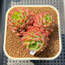 Echeveria 'Red Top' 2"-3" Succulent Plant Cutting