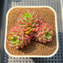 Echeveria 'Red Top' 2"-3" Succulent Plant Cutting