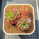 Echeveria 'Red Top' 2"-3" Succulent Plant Cutting