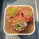 Echeveria 'Red Top' 2"-3" Succulent Plant Cutting