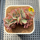 Echeveria 'Suyon' Crested 2"-3" Succulent Plant Cutting