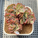Echeveria 'Suyon' Crested 2"-3" Succulent Plant Cutting