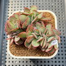 Echeveria 'Suyon' Crested 2"-3" Succulent Plant Cutting
