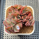 Echeveria 'Suyon' Crested 2"-3" Succulent Plant Cutting