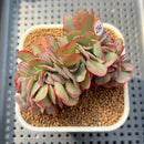 Echeveria 'Suyon' Crested 2"-3" Succulent Plant Cutting