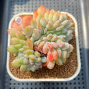 Echeveria 'Orange Monroe' Crested 2"-3" Succulent Plant Cutting