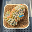 Echeveria 'Orange Monroe' Crested 2"-3" Succulent Plant Cutting