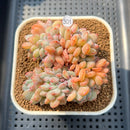 Echeveria 'Orange Monroe' Crested 2"-3" Succulent Plant Cutting