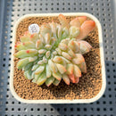 Echeveria 'Orange Monroe' Crested 2"-3" Succulent Plant Cutting