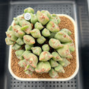 Conophytum 'Bilobum' 3"-4" Succulent Plant Cutting