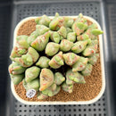 Conophytum 'Bilobum' 3"-4" Succulent Plant Cutting