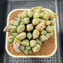 Conophytum 'Bilobum' 3"-4" Succulent Plant Cutting