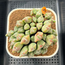 Conophytum 'Bilobum' 3"-4" Succulent Plant Cutting