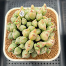 Conophytum 'Bilobum' 3"-4" Succulent Plant Cutting