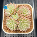 Echeveria 'Margaret' Variegated 3" Succulent Plant Cutting