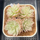 Echeveria 'Margaret' Variegated 3" Succulent Plant Cutting