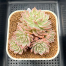 Echeveria 'Margaret' Variegated 3" Succulent Plant Cutting