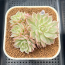Echeveria 'Margaret' Variegated 3" Succulent Plant Cutting