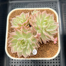Echeveria 'Margaret' Variegated 3" Succulent Plant Cutting