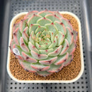 Echeveria 'Harvest' 3" Succulent Plant Cutting