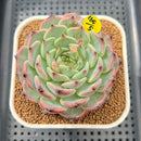 Echeveria 'Harvest' 3" Succulent Plant Cutting