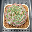 Echeveria 'Harvest' 3" Succulent Plant Cutting