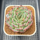Echeveria 'Harvest' 3" Succulent Plant Cutting