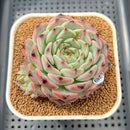 Echeveria 'Harvest' 3" Succulent Plant Cutting