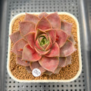 Echeveria 'Mysterious Rose' 2"-3" Succulent Plant Cutting