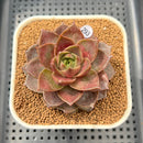 Echeveria 'Mysterious Rose' 2"-3" Succulent Plant Cutting