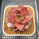Echeveria 'Mysterious Rose' 2"-3" Succulent Plant Cutting