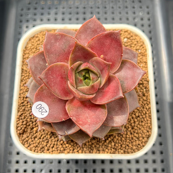 Sale Items  True Succulents Plant Co.