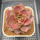 Echeveria 'Mysterious Rose' 2"-3" Succulent Plant Cutting