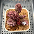 Adromischus marianiae f. herrei 2" Succulent Plant Cutting