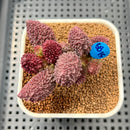 Adromischus marianiae f. herrei 2" Succulent Plant Cutting