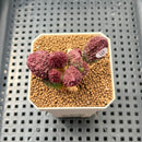 Adromischus marianiae f. herrei 2" Succulent Plant Cutting